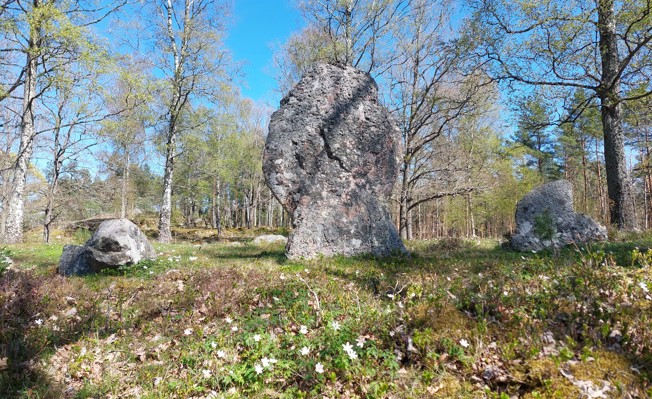 Resta stenar som gett gravfältet namnet Högvakten. FOTO: Trafikverket.