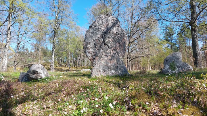 Resta stenar som gett gravfältet namnet Högvakten. FOTO: Trafikverket.